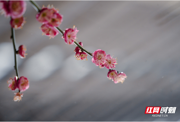 组图｜衡阳：春雨润花 “梅”景如画