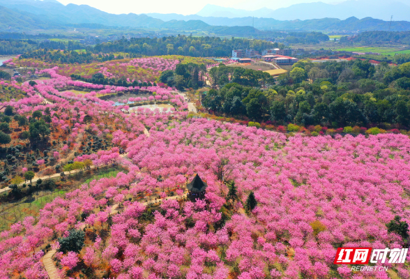 湖南常宁：樱花盛开引客来