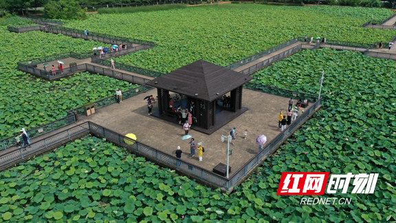 雁峰区：荷花盛宴醉游人