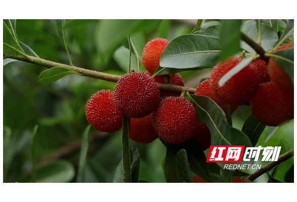 衡阳县：杨梅缀满枝 采摘正当时