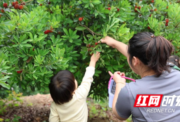 衡山：杨梅缀满枝 采摘尝鲜正当时