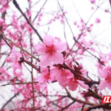 行走衡州④ | 喝醉了桃花