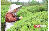 衡山县：春茶采摘进入收尾季 茶农忙炒制只为枝头一口鲜