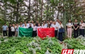 一株草撬动一条链 湖南箭叶淫羊藿林下种植“会同样板”亮相全省观摩会