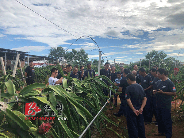 20多名退役军人在火龙果种植基地学习种植技术.gif