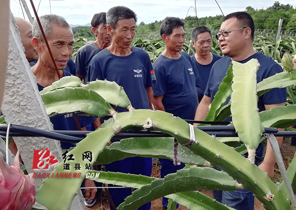 周建文对前来参观的退役军人讲解火龙果种植技术.gif