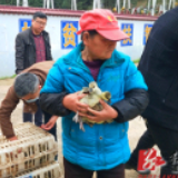 道县：300余只优质鹅苗赠送贫困户 助力瑶乡脱贫攻坚
