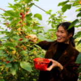零陵：桑葚熟了 贫困户笑了（组图）