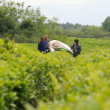视频丨永州零陵：机械抢摘最后一批春茶 制成红碎茶销往海外
