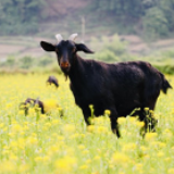 新田县东升村：花香沁人 风吹草低见牛羊