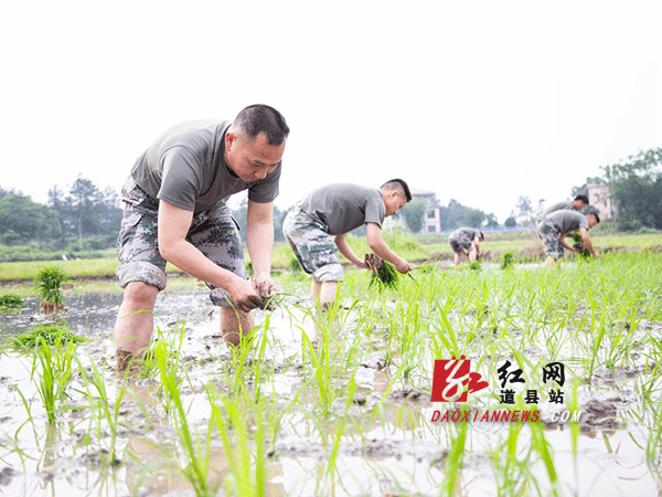 【下田插秧】5月13日8时32分，蒋全安带领村基干民兵为贫困户插秧。蒋全安一边插秧，一边叮嘱民兵：“插秧，眼睛往前看，不要插太深，也不要太浅，不然不利于秧苗成长......”蒋全安出身农村，小时候就是插秧能手。两个小时后，8分水田绿油油的一片，老人家露出了喜悦的笑容。