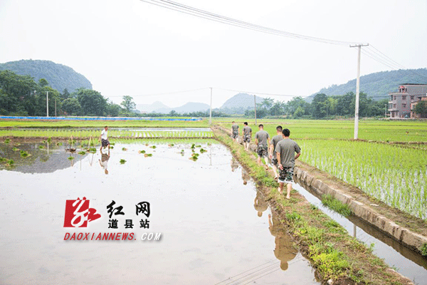 【抵达农田】5月13日8时26分，蒋全安率领先期赶到的6名塘下村基干民兵，卷着裤角，来到贫困户责任田。