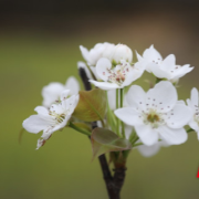 湖南新田：梨花俏枝头（图）