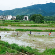 湖南蓝山：初夏早稻补种忙（图）