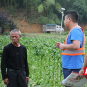 湖南新田：万亩烤烟遭受冰雹袭击 灾后生产自救迅速开展