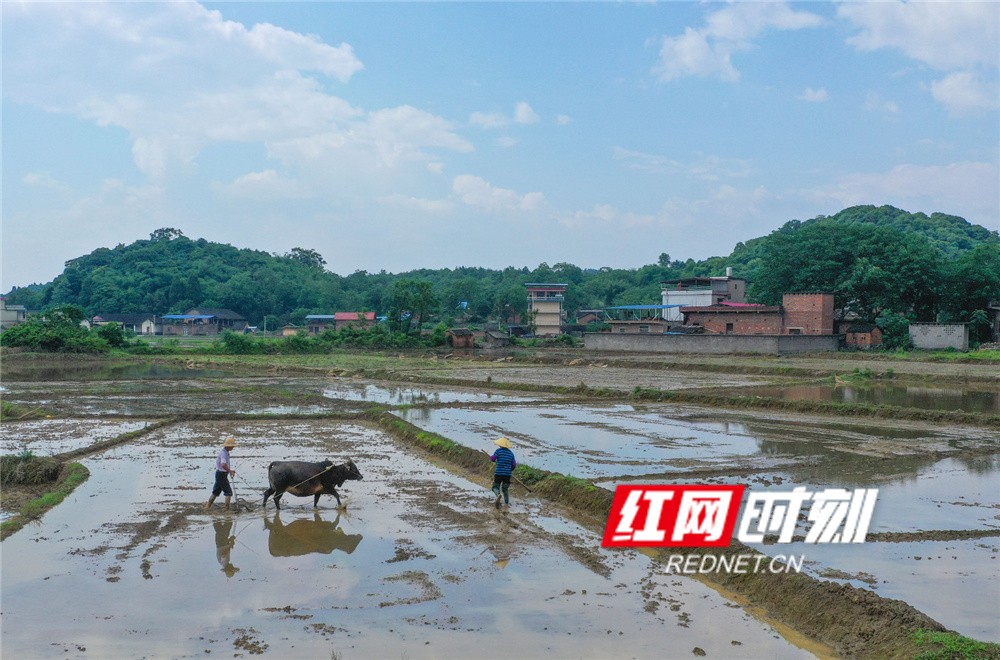 道县 正文5月16日,湖南省道县寿雁镇芽洞村,村民在田间劳作.