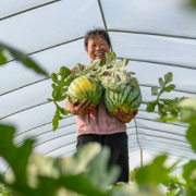 湖南道县：抢鲜上市 力促增收（图）