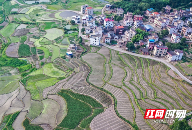 湖南蓝山：夏日田园风光美（图）