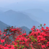 视频丨双牌阳明山：人间芳菲盛 杜鹃花开迎客来