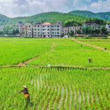 蓝山：处暑时节田管忙（组图）