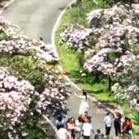 永州十场花事丨双牌阳明山：紫杜鹃花开正艳 本周末错过再等一年