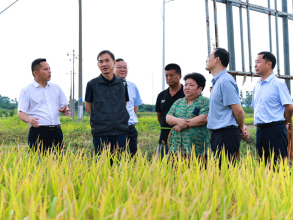 朱洪武：坚决守牢耕地保护红线和粮食安全底线 全力推动粮食增产农业增效农民增收