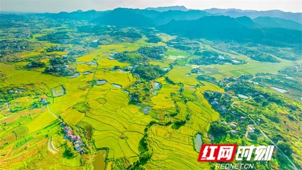 水稻2.jpg