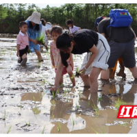 泥田里的成长课：亲子躬耕续写“一粒种子”的四季故事