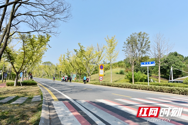 在通往景区的芷兰路上，经常随意停靠在路边的车辆消失不见 (2).jpg