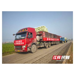 岳阳优质白菜规模化直供长三角 岳农集团跨区域供应链体系助力岳阳农产品溢价升级