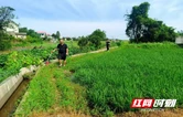 从“同体监督”到“技术监理”  湘阴引入第三方专业排查为高标准农田“精准体检”