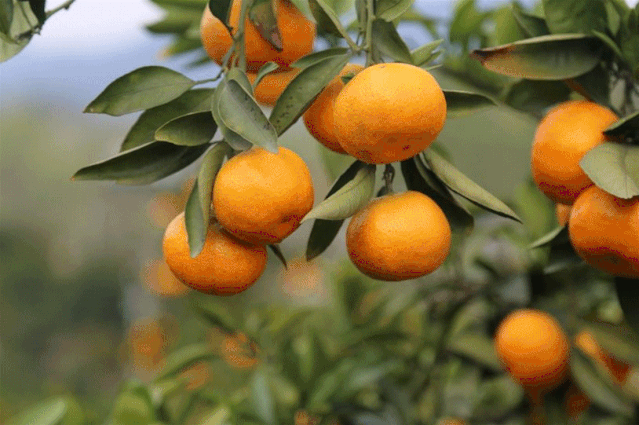 嗨游怀化寻“秋味” | 柑橘挂满枝，又香又甜，采摘游约了！