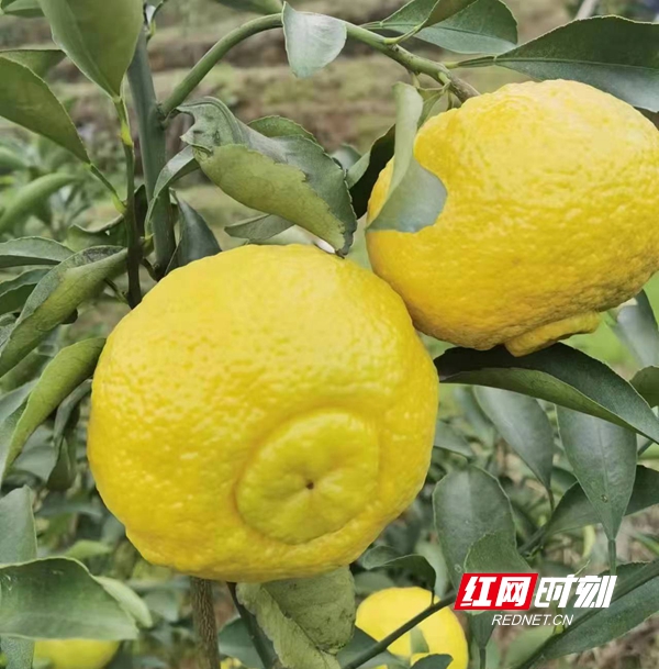 微信图片_20221231105038_副本.jpg