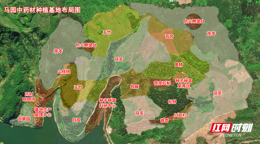 马园中药材种植基地布局图_副本.png