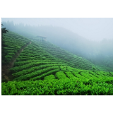 安化黑茶成功研发出家禽饲料 可预防球虫病