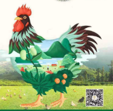 视频丨热热闹闹过大年！ 红网时刻LED联播网全城“奉上”石门土鸡