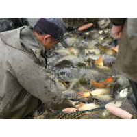 大湖股份联手“鱼院士”助力湖南水产千亿产业目标