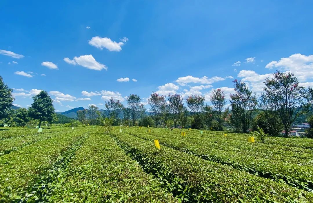 恢宏壯麗 非凡十年——湖南省白沙溪茶廠股份有限公司十年發(fā)展變化22.jpg