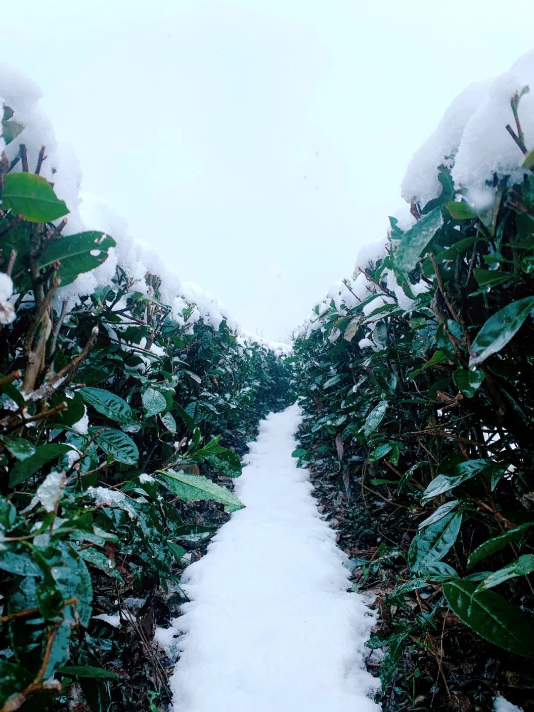 冰雪茶園 如此多嬌6.jpg