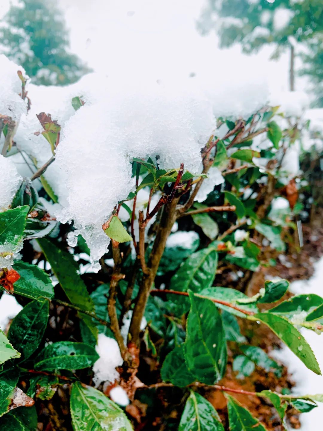 冰雪茶園 如此多嬌7.jpg