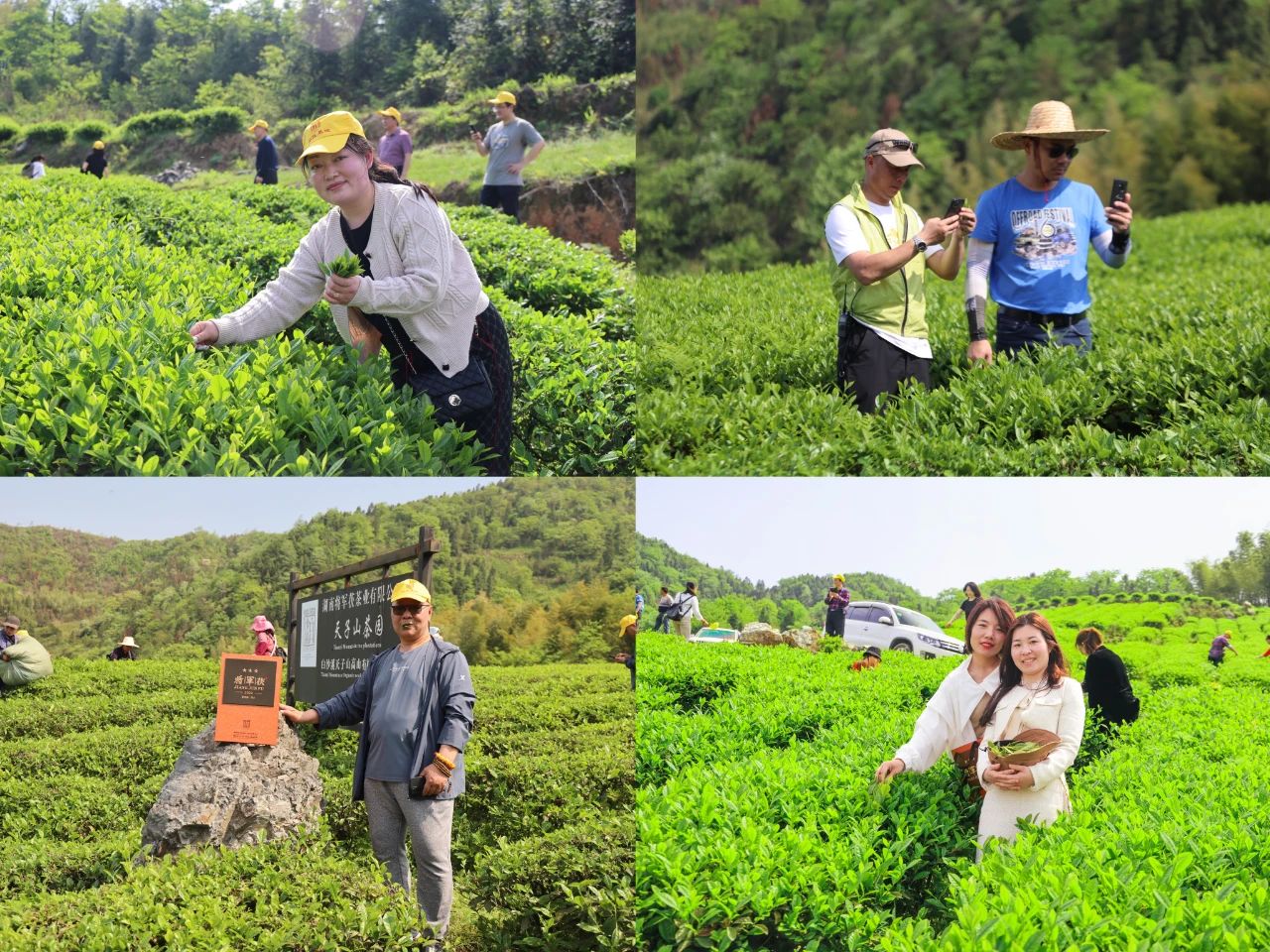 相約白沙溪 愛上將軍茯——全國安化黑茶營銷精英相約安化天子山茶園5.jpg