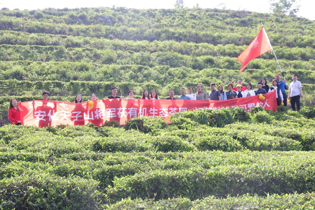 相約白沙溪 愛上將軍茯——全國安化黑茶營銷精英相約安化天子山茶園3.jpg