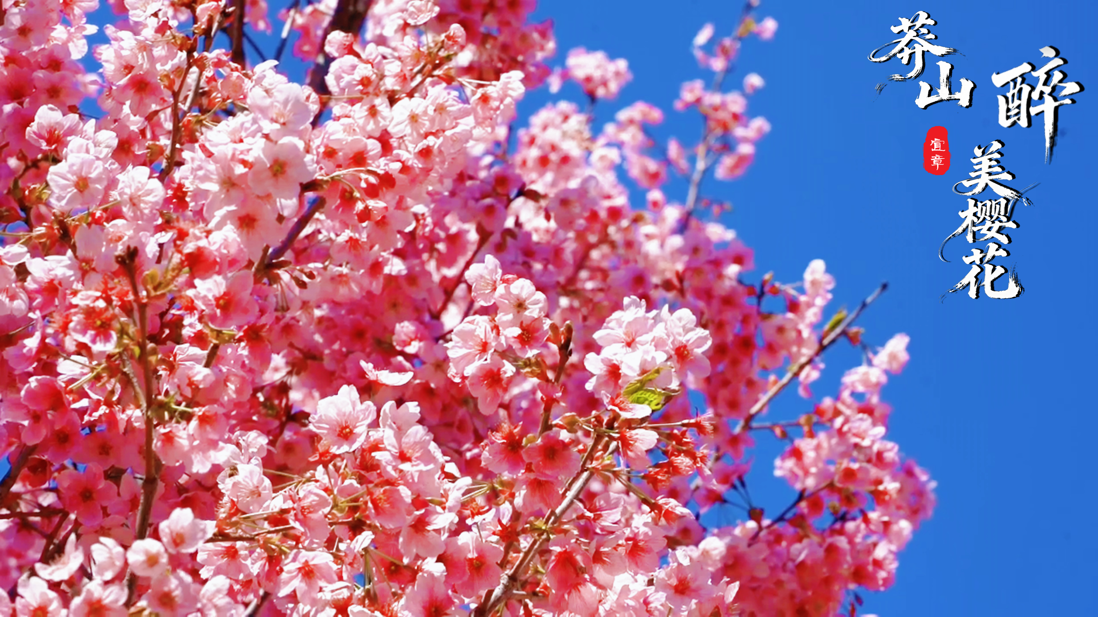 宜章莽山：樱花烂漫迎春至