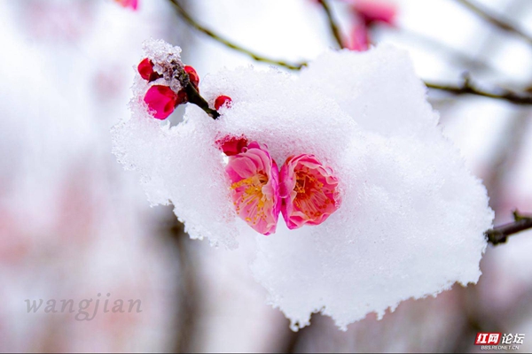 红梅白雪绝美！常德梅园迎来一场美学盛宴