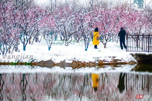 红梅白雪绝美！常德梅园迎来一场美学盛宴