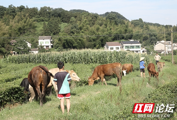 牧童之歌，绘梦田园：农村娃的放牛大冒险