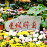 岁暖时刻丨“星城醉菊”正当时:岳麓山菊花展惊艳绽放,一眼入画!