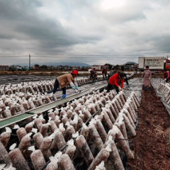 500亩菌棒齐列阵,茶陵县三华村黑木耳基地农忙图景亮眼