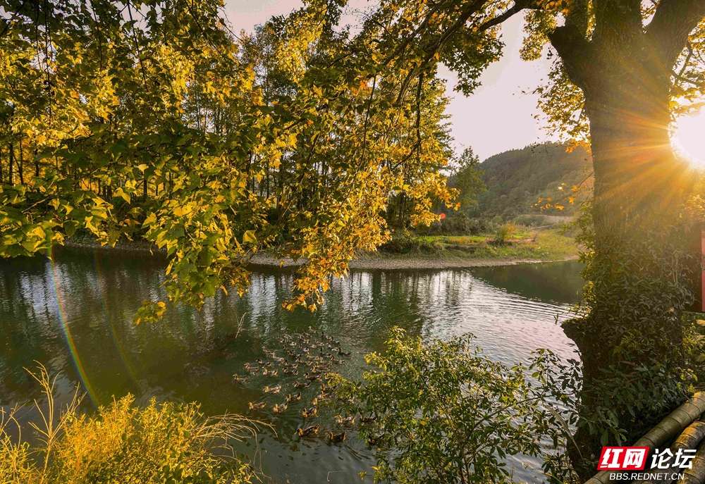 绿水红枫   王启友摄   15367572777 (16).jpg