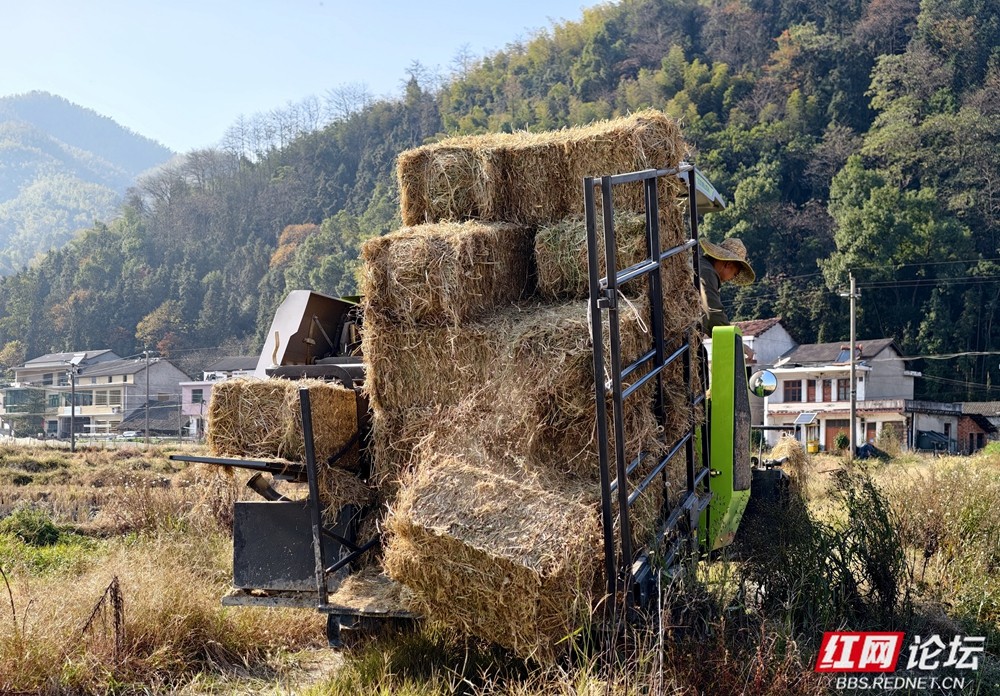 秸秆难题怎么破？桃江养牛大户“点草成金”.jpg